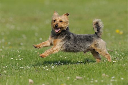 dog profile full body - Australian Terrier, Bavaria, Germany Stock Photo - Premium Royalty-Free, Code: 600-06125836