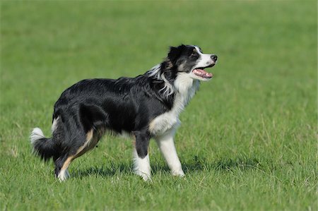 sheep dog portraits - Border Collie, Bavaria, Germany Stock Photo - Premium Royalty-Free, Code: 600-06125833