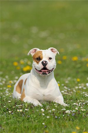 Old English Bulldog, Bavaria, Germany Foto de stock - Sin royalties Premium, Código: 600-06125844