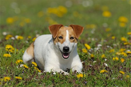 Jack Russell Terrier, Bavière, Allemagne Photographie de stock - Premium Libres de Droits, Code: 600-06125849