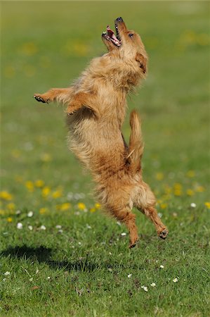 dog profile full body - Australian Terrier, Bavaria, Germany Stock Photo - Premium Royalty-Free, Code: 600-06125854