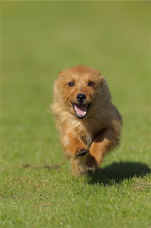 simsearch:600-07653926,k - Australian Terrier, Bavaria, Germany Fotografie stock - Premium Royalty-Free, Codice: 600-06125856