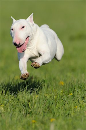 simsearch:600-07653926,k - Bull Terrier, Bavaria, Germany Fotografie stock - Premium Royalty-Free, Codice: 600-06125858