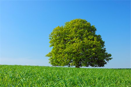 pastoral scene - Horse Chestnut Tree, Bavaria, Germany Stock Photo - Premium Royalty-Free, Code: 600-06125864