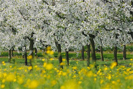 Cerisiers arbres, Bavière, Allemagne Photographie de stock - Premium Libres de Droits, Code: 600-06125868