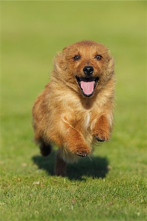 Australian Terrier, Bavaria, Germany Stock Photo - Premium Royalty-Free, Code: 600-06125861