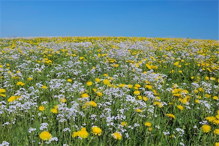 diente de león - Meadow of Dandelions and Cuckoo Flowers, Bavaria, Germany Foto de stock - Sin royalties Premium, Código: 600-06125875