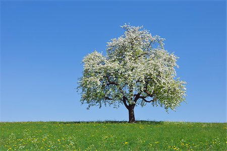 pastoral scene - Pear Tree, Bavaria, Germany Stock Photo - Premium Royalty-Free, Code: 600-06125872