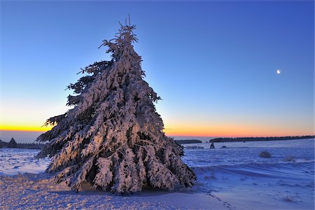 Conifère arbre couvert de neige à l'aube, Heidelstein, montagnes Rhon, Bavière, Allemagne Photographie de stock - Premium Libres de Droits, Code: 600-06144758