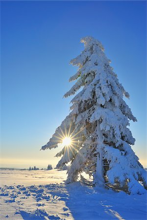 Snow Covered Conifer Tree in Morning with Sun, Heidelstein, Rhon Mountains, Bavaria, Germany Foto de stock - Sin royalties Premium, Código: 600-06144763