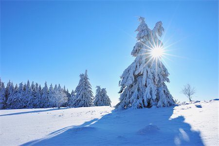 rhoen - Couverte de neige, arbre conifère avec Sun, Heidelstein, montagnes Rhon, Bavière, Allemagne Photographie de stock - Premium Libres de Droits, Code: 600-06144837