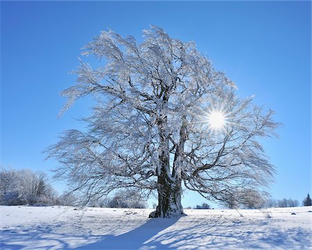 quiet nature, winter - Snow Covered Beech Tree with Sun, Heidelstein, Rhon Mountains, Bavaria, Germany Stock Photo - Premium Royalty-Free, Code: 600-06144839