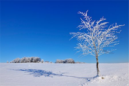 single landscape - Snow Covered Maple Tree in Winter, Wustensachsen, Rhon Mountains, Hesse, Germany Stock Photo - Premium Royalty-Free, Code: 600-06144842