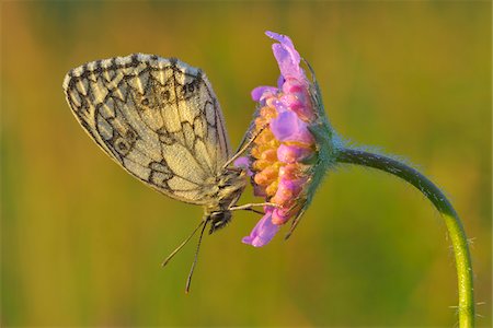 Marmoriert weiß Schmetterling auf Blume, Karlstadt, Franken, Bayern, Deutschland Stockbilder - Premium RF Lizenzfrei, Bildnummer: 600-06144854