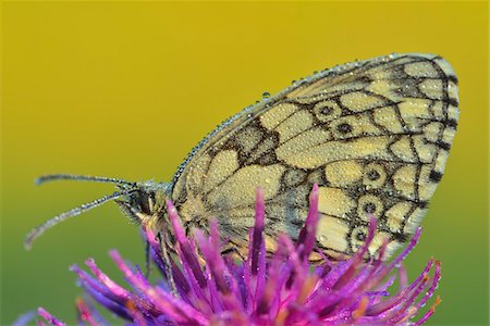 Marmoriert weiß Schmetterling auf Blume, Karlstadt, Franken, Bayern, Deutschland Stockbilder - Premium RF Lizenzfrei, Bildnummer: 600-06144855