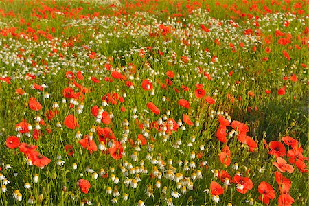 ranunculales - Field of Poppies, Karlstadt, Franconia, Bavaria, Germany Foto de stock - Sin royalties Premium, Código: 600-06144858