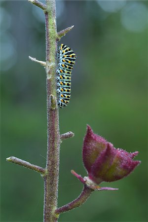 Swallowtail Caterpillar on Dictamnus Stem, Karlstadt, Franconia, Bavaria, Germany Stock Photo - Premium Royalty-Free, Code: 600-06144851