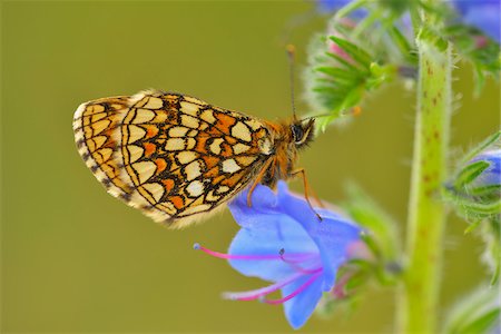 Heath Fritillary on Blueweed Blossom, Karlstadt, Franconia, Bavaria, Germany Foto de stock - Sin royalties Premium, Código: 600-06144853