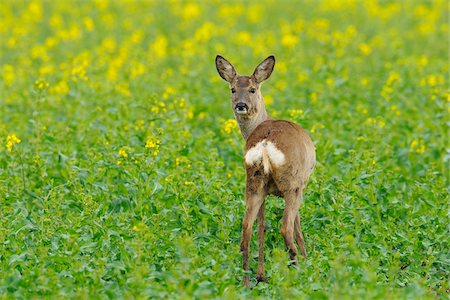 deer farm - European Roe Deer in Canola Field, Hesse, Germany Stock Photo - Premium Royalty-Free, Code: 600-06144948