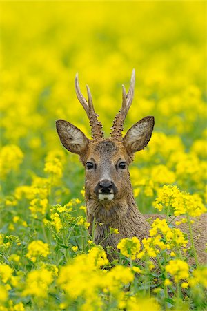 European Roebuck in Canola Field, Hesse, Germany Foto de stock - Sin royalties Premium, Código: 600-06144957