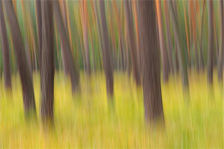 pine tree - Blurred Pine Trees, Hesse, Germany Stock Photo - Premium Royalty-Free, Code: 600-06144976