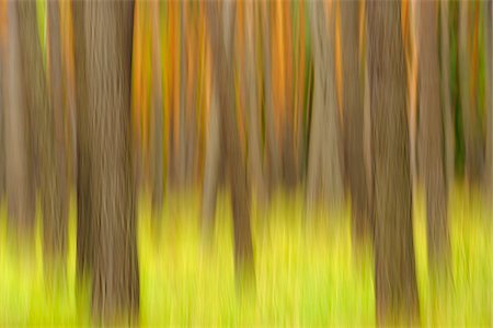 evergreen pine trees - Blurred Pine Trees, Hesse, Germany Stock Photo - Premium Royalty-Free, Code: 600-06144977