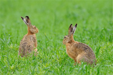 simsearch:600-06144974,k - European Brown Hares, Hesse, Germany Stock Photo - Premium Royalty-Free, Code: 600-06144972