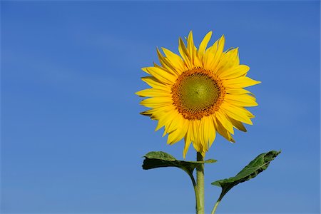 Tournesol, Hesse, Allemagne Photographie de stock - Premium Libres de Droits, Code: 600-06145002