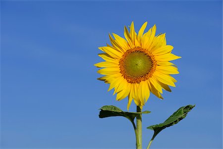 sunflower - Tournesol, Hesse, Allemagne Photographie de stock - Premium Libres de Droits, Code: 600-06145002