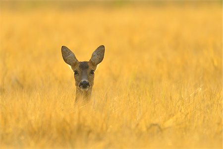 deer animal front view - Chevreuils, Hesse, Allemagne Photographie de stock - Premium Libres de Droits, Code: 600-06168509