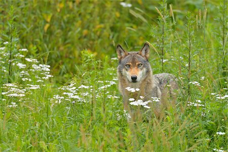 front view pic of wolf - Timber Wolf, Germany Stock Photo - Premium Royalty-Free, Code: 600-06168516