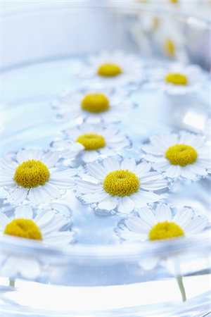 still life flower on colored background - Camomile in Bowl of Water Stock Photo - Premium Royalty-Free, Code: 600-06180172