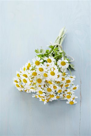 still life flower on colored background - Chamomile Flowers Stock Photo - Premium Royalty-Free, Code: 600-06180199