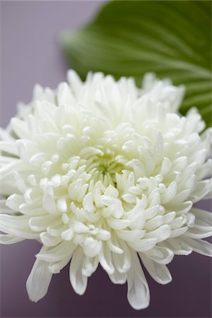 simsearch:600-06180210,k - White Chrysanthemum Stock Photo - Premium Royalty-Free, Code: 600-06180192