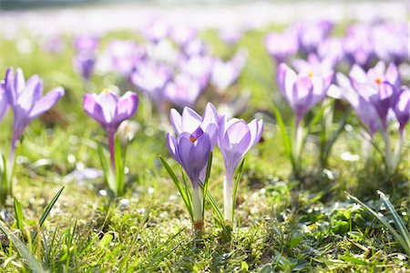 Fleurs de crocus, Hambourg, Allemagne Photographie de stock - Premium Libres de Droits, Code: 600-06180215