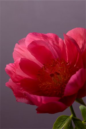 simsearch:600-06180210,k - Peony Flower Stock Photo - Premium Royalty-Free, Code: 600-06180212