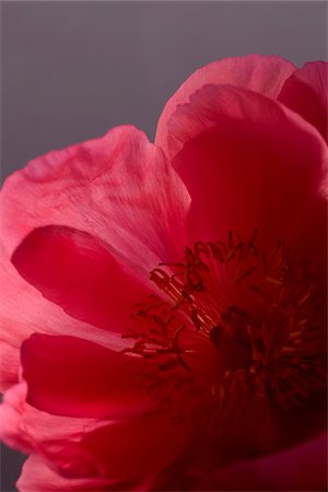 simsearch:600-06180210,k - Peony Flower Stock Photo - Premium Royalty-Free, Code: 600-06180213