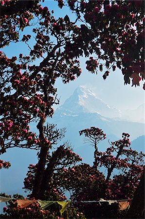 rododendro - Rhododendron and Annapurna Himal from Poon Hill, Annapurna Conservation Area, Dhawalagiri, Pashchimanchal, Nepal Foto de stock - Royalty Free Premium, Número: 600-06325435