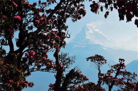 Rhododendron and Annapurna Himal from Poon Hill, Annapurna Conservation Area, Dhawalagiri, Pashchimanchal, Nepal Foto de stock - Sin royalties Premium, Código: 600-06325436
