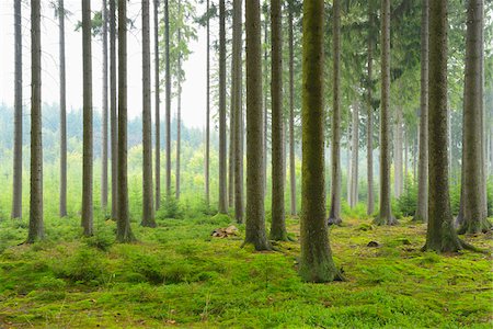 spruce - Spruce Forest, Odenwald, Hesse, Germany Fotografie stock - Premium Royalty-Free, Codice: 600-06334260