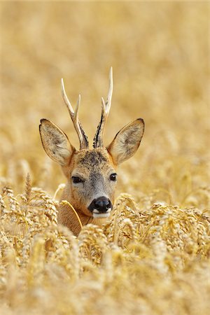 portrait animal - European Roebuck in Wheat Field, Hesse, Germany Foto de stock - Sin royalties Premium, Código: 600-06334275