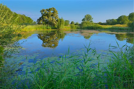 pictures of german nature reserves - Lake in Kuhkopf-Knoblochsaue Nature Reserve, Hesse, Germany Stock Photo - Premium Royalty-Free, Code: 600-06334270