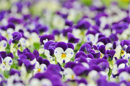 flowers as background - Viola Flowers, Bavaria, Germany Stock Photo - Premium Royalty-Free, Code: 600-06334475