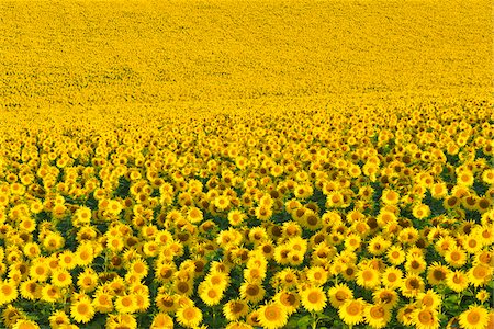 franconia - Sunflower Field, Arnstein, Main-Spessart, Franconia, Bavaria, Germany Foto de stock - Sin royalties Premium, Código: 600-06334489