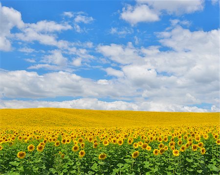 Tournesol champ, Arnstein, Main-Spessart, Franconie, Bavière, Allemagne Photographie de stock - Premium Libres de Droits, Code: 600-06334494