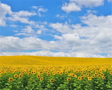 field sky landscape - Sunflower Field, Arnstein, Main-Spessart, Franconia, Bavaria, Germany Stock Photo - Premium Royalty-Free, Code: 600-06334494