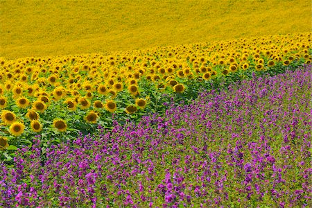 Tournesol et champ de Mallow, Arnstein, Main-Spessart, Franconie, Bavière, Allemagne Photographie de stock - Premium Libres de Droits, Code: 600-06334495