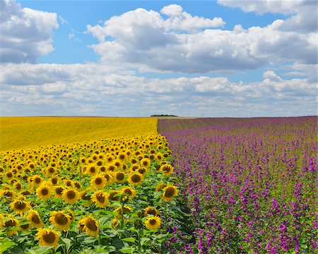 Tournesol et champ de Mallow, Arnstein, Main-Spessart, Franconie, Bavière, Allemagne Photographie de stock - Premium Libres de Droits, Code: 600-06334496