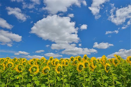 flower crops images - Sunflower Field, Arnstein, Main-Spessart, Franconia, Bavaria, Germany Stock Photo - Premium Royalty-Free, Code: 600-06334498