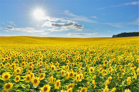 Tournesol champ, Arnstein, Main-Spessart, Franconie, Bavière, Allemagne Photographie de stock - Premium Libres de Droits, Code: 600-06334499